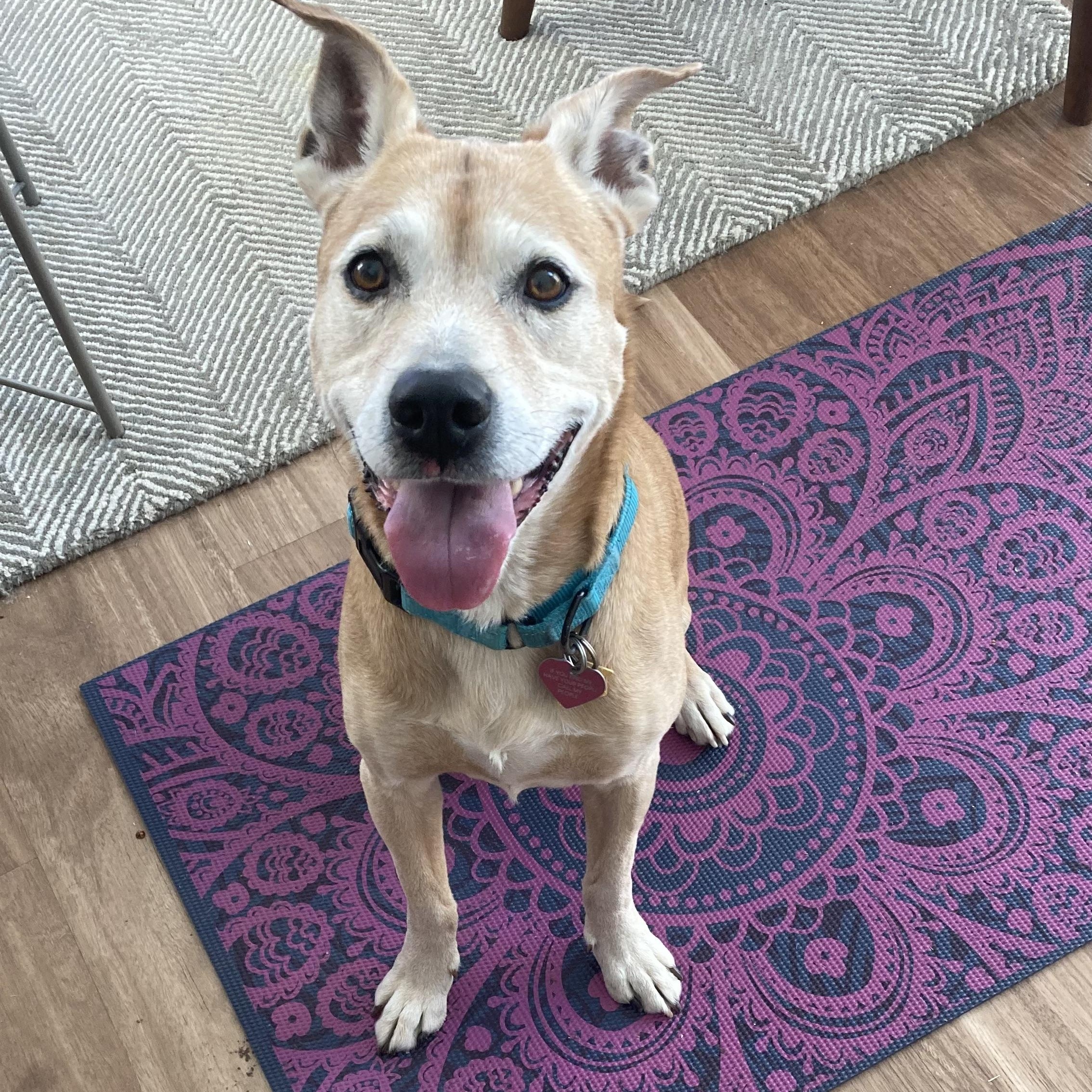 Enlarge Muumuu, a Adoptable mixed breed in Rockville, MD image 3/6