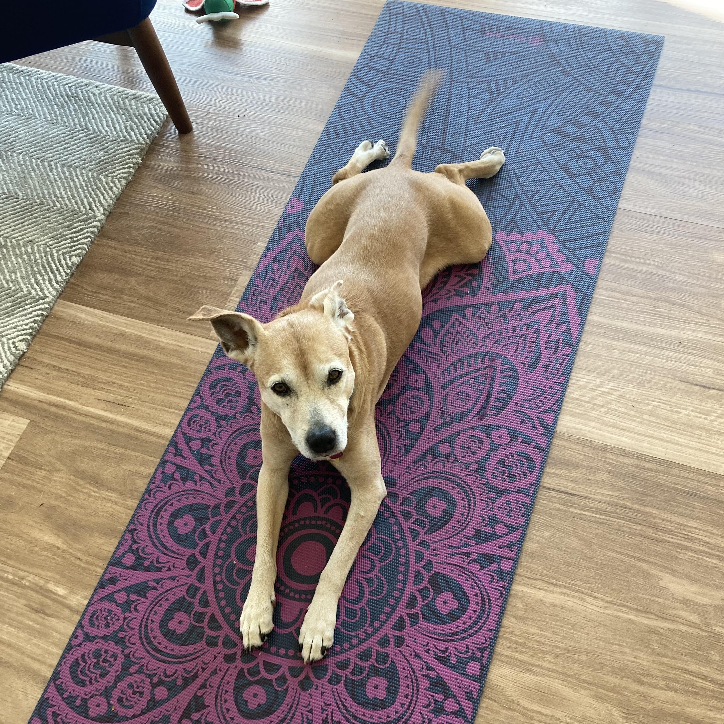 Enlarge Muumuu, a Adoptable mixed breed in Rockville, MD image 4/6