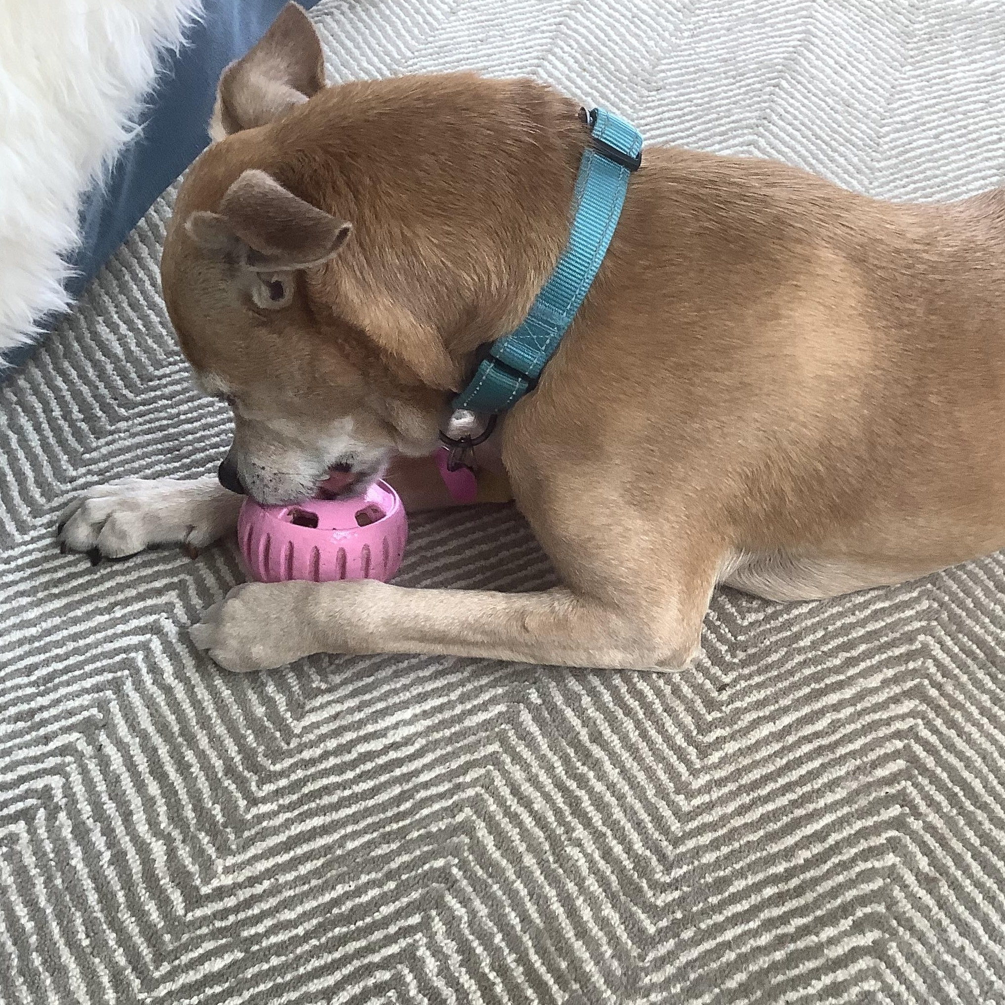 Enlarge Muumuu, a Adoptable mixed breed in Rockville, MD image 5/6