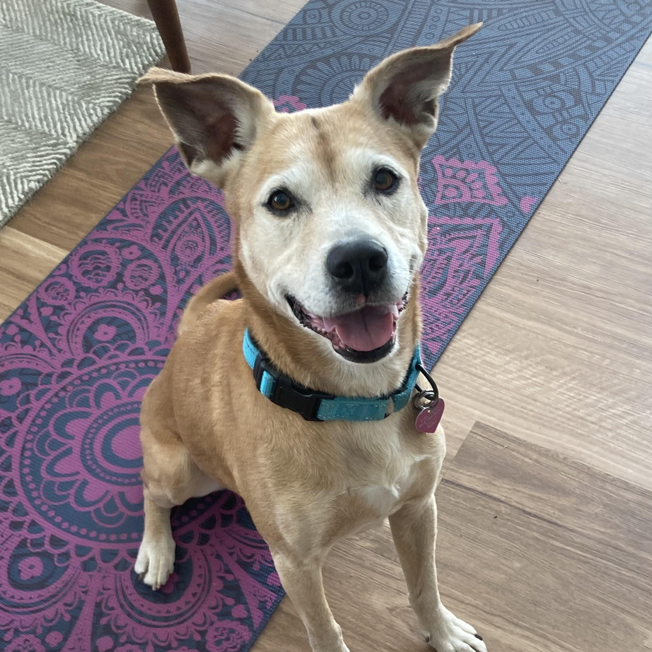 Enlarge Muumuu, a Adoptable mixed breed in Rockville, MD image 6/6