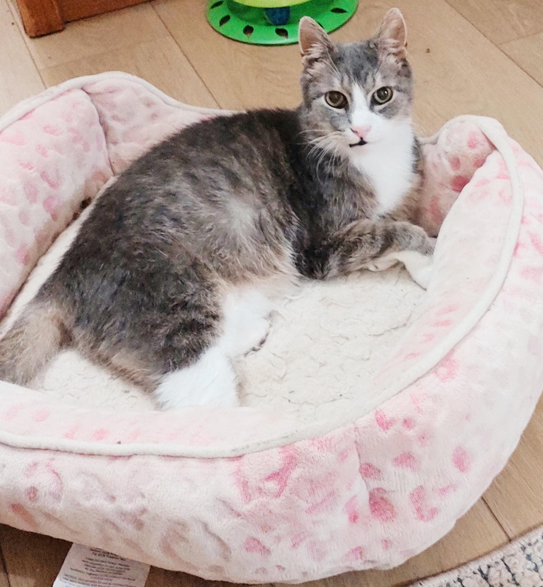 Pinky, a Adoptable Tabby in Hatfield , PA image 3/5