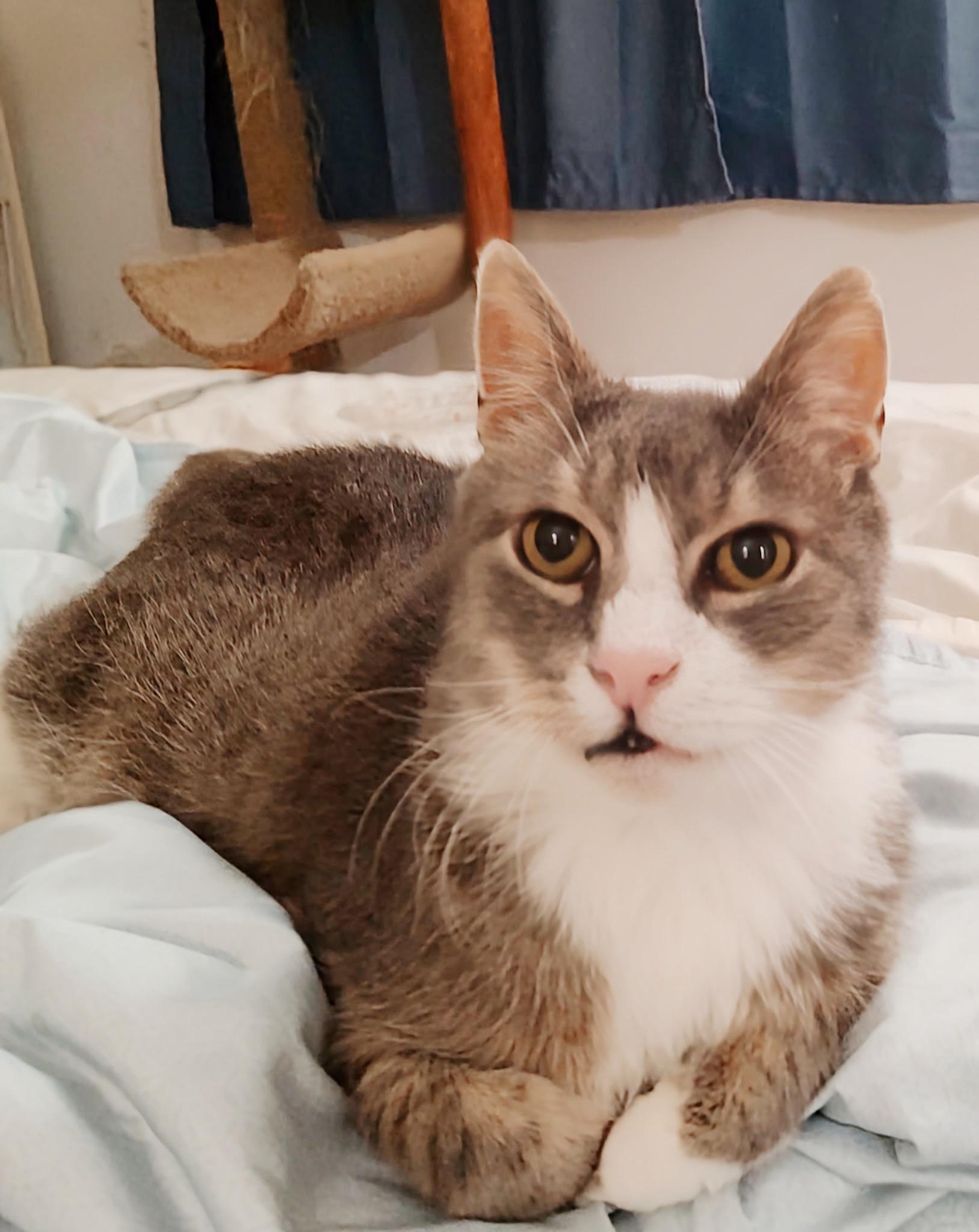 Pinky, a Adoptable Tabby in Hatfield , PA image 5/5