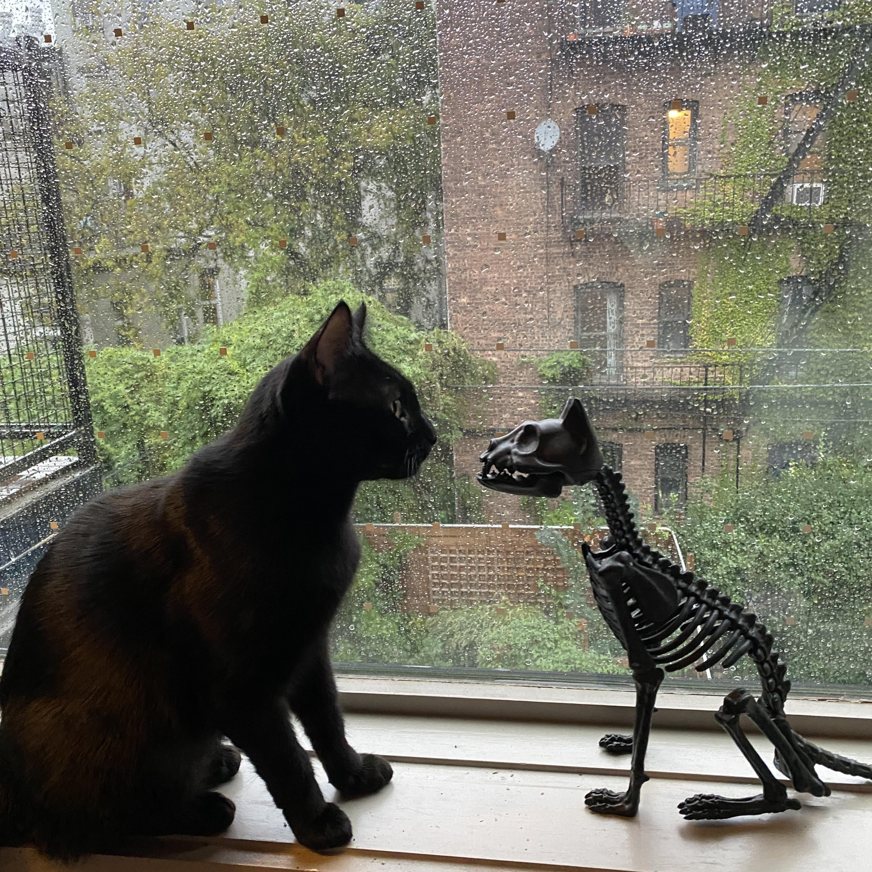 Sprinkles, Adopted, Adult Female Domestic Short Hair.