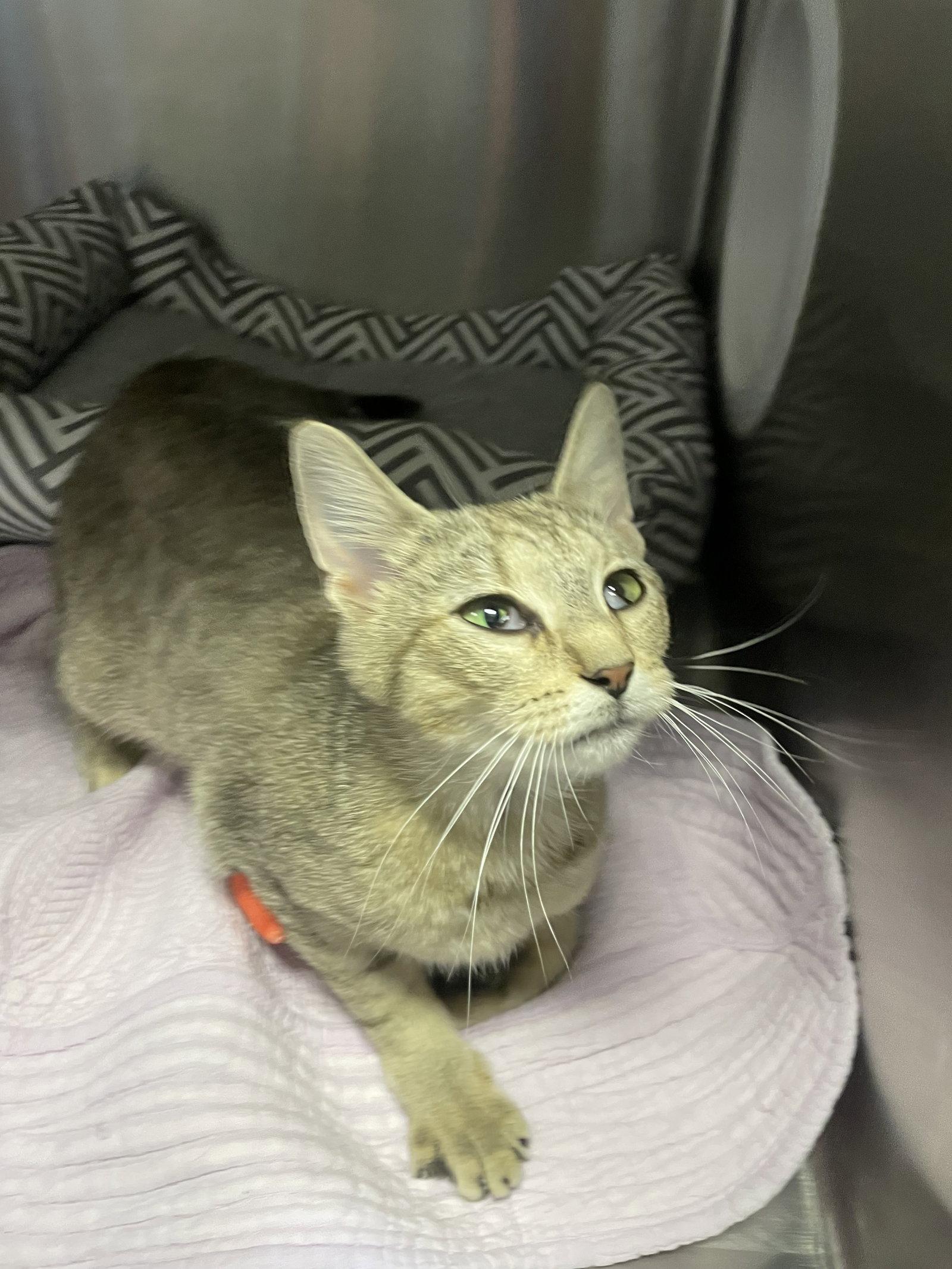 Enlarge Queenie- Must Apply in Person !, a Adoptable mixed breed in Georgetown, KY image 1/1