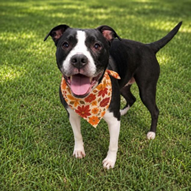LOLA, Adoptable, Adult Female Pit Bull Terrier & Mixed Breed.