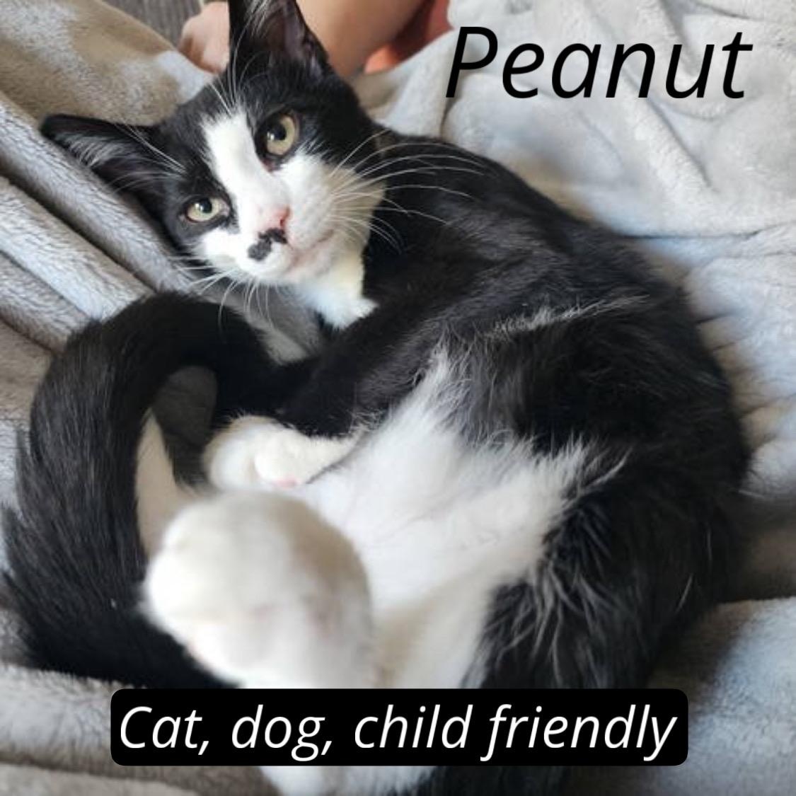 Peanut w/Pecan, Willow Grove (08/26/25-156) KDC