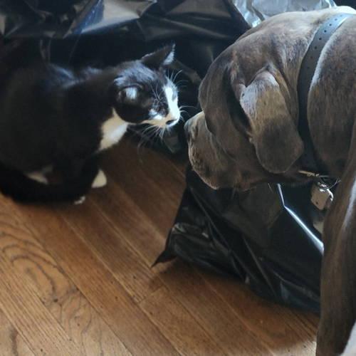 Peanut w/Pecan, Willow Grove (08/26/25-156) KDC