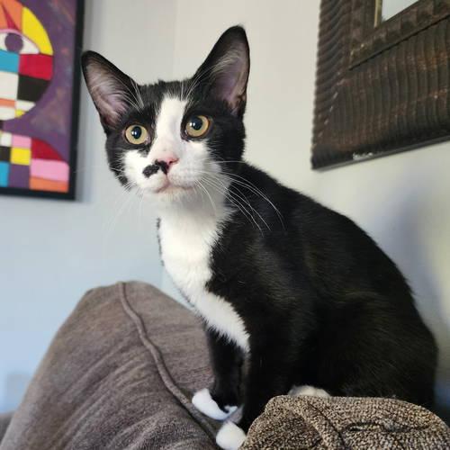 Peanut w/Pecan, Willow Grove (08/26/25-156) KDC