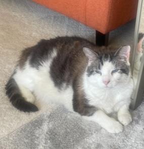 Enlarge Bruce Almighty, a Adoptable Domestic Short Hair in Alexandria, VA image 2/2