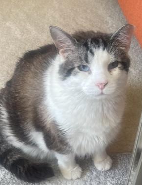 Bruce Almighty, Adoptable, Adult Male Domestic Short Hair.