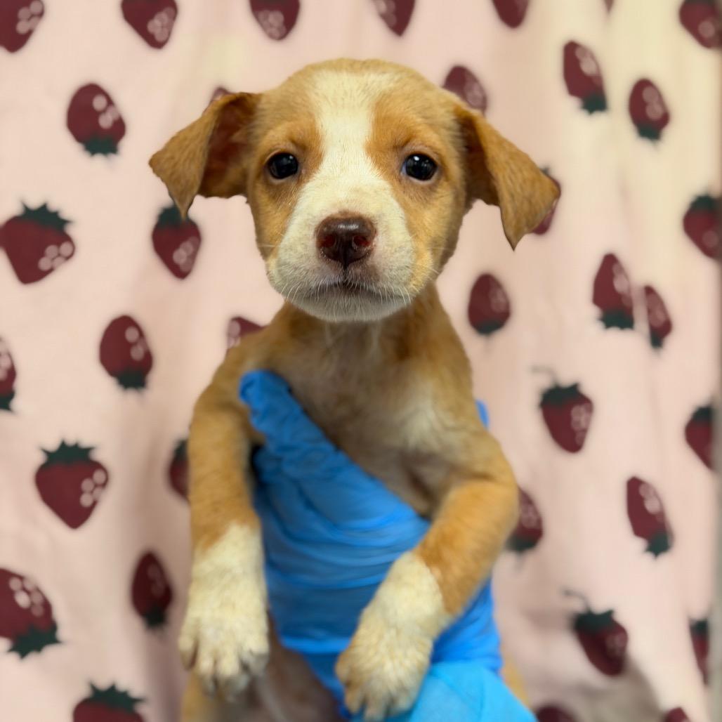 Mockingbird, Adoptable, Puppy Female Labrador Retriever & Mixed Breed.