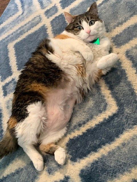 Mary Jane, Adoptable, Senior Female Domestic Medium Hair & Calico.