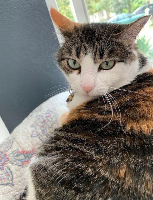 Mary Jane, a Adoptable mixed breed in Evergreen, CO image 2/3