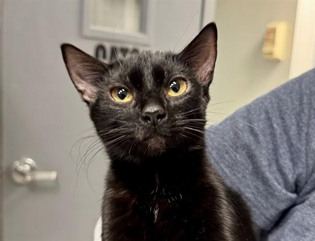 FERGIE, Adoptable, Young Female Domestic Short Hair.