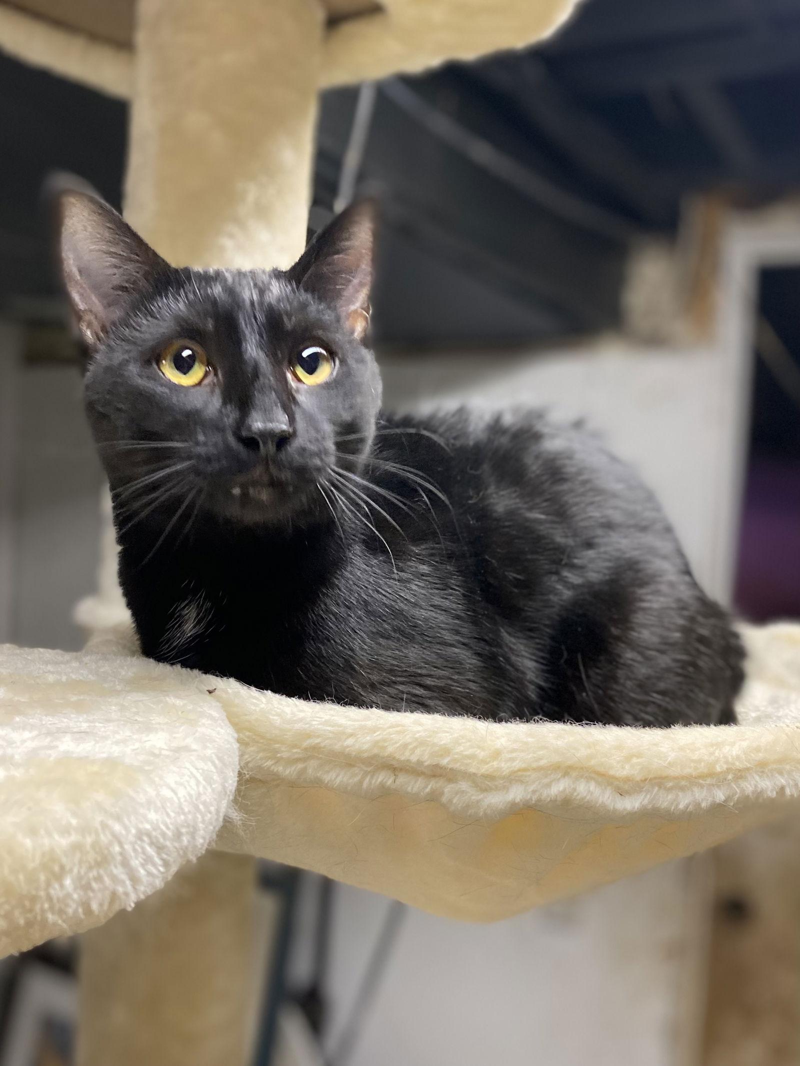 C170 litter Cobalt, a Adoptable Domestic Short Hair in Livonia, MI image 1/3