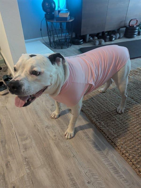 Molly - Adopt Me!, Adoptable, Adult Female American Staffordshire Terrier.