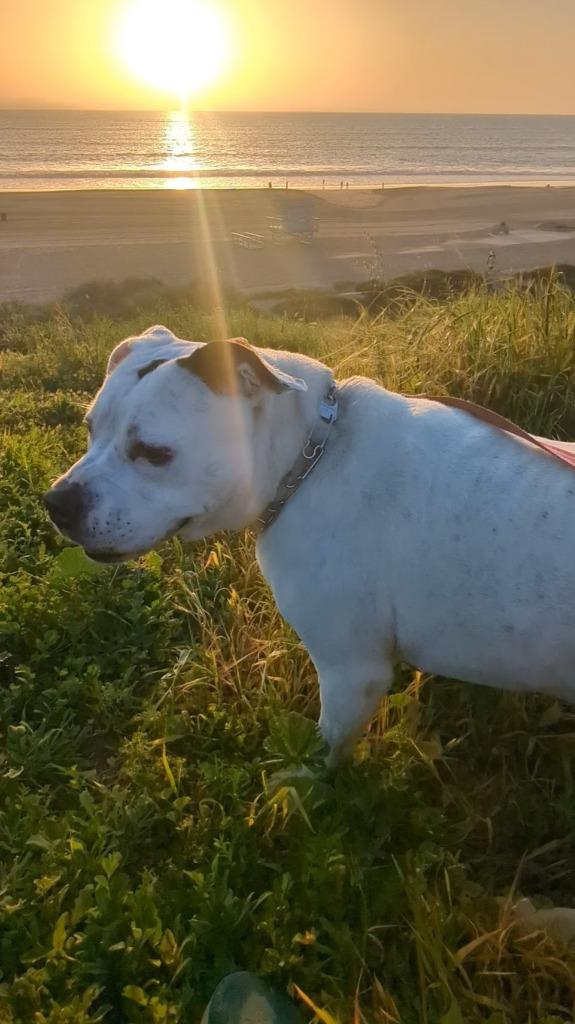 Molly - Adopt Me!, Adoptable, Senior Female American Staffordshire Terrier.