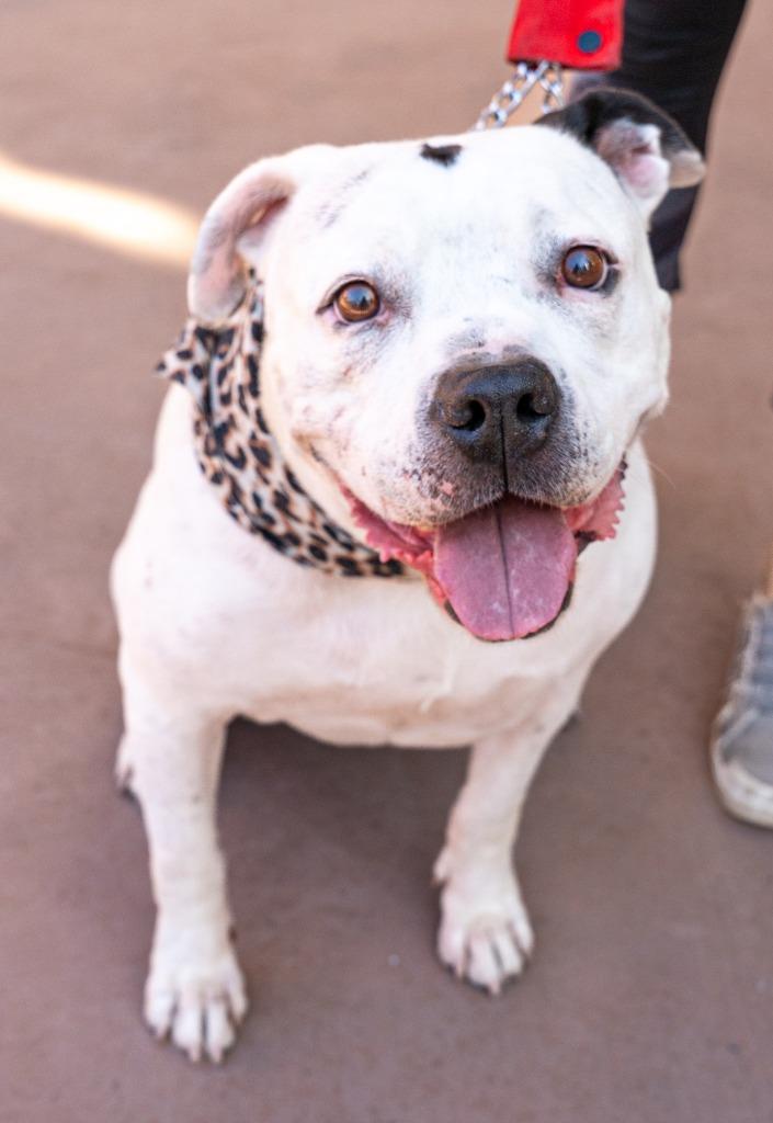 Molly - Adopt Me!, Adoptable, Senior Female American Staffordshire Terrier.