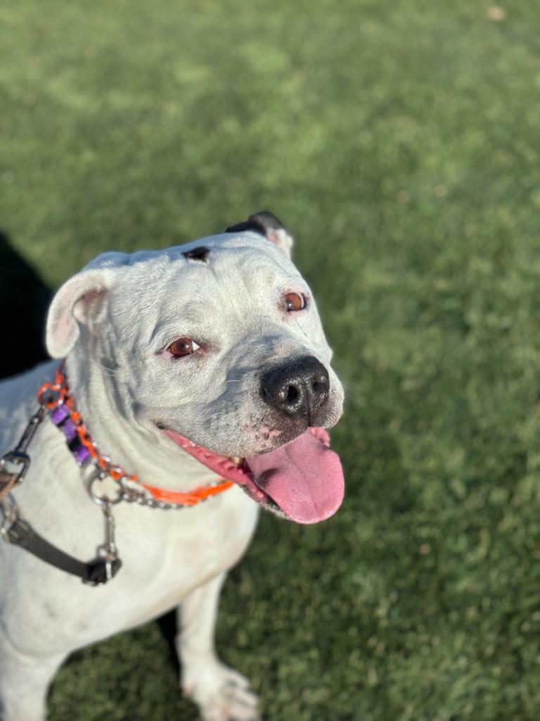 Molly - Adopt Me!, Adoptable, Adult Female American Staffordshire Terrier.