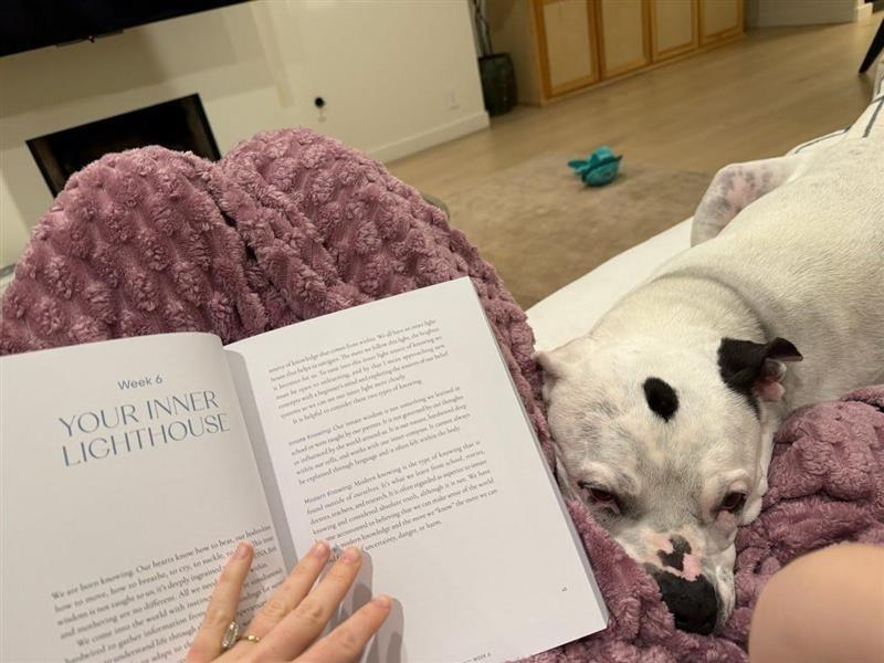 Molly - Adopt Me!, Adoptable, Adult Female American Staffordshire Terrier.