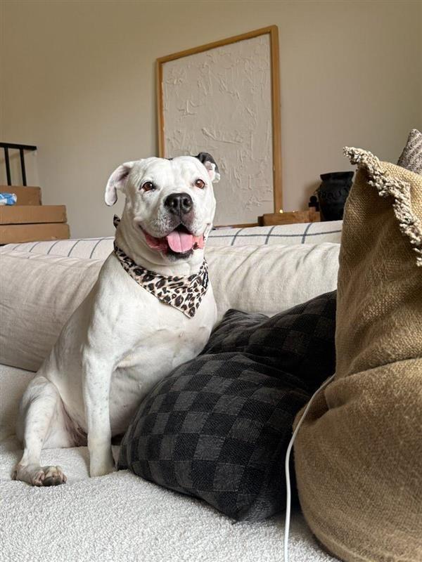 Enlarge Molly - Adopt Me!, a Adoptable American Staffordshire Terrier in Lake Forest, CA image 2/6