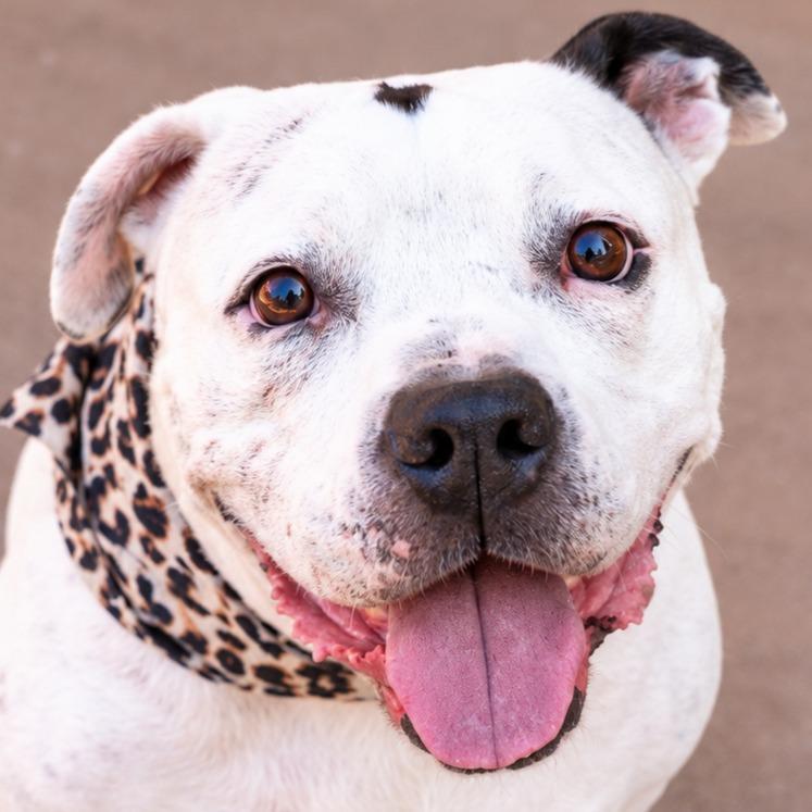 Enlarge Molly - Adopt Me!, a Adoptable American Staffordshire Terrier in Lake Forest, CA image 2/5