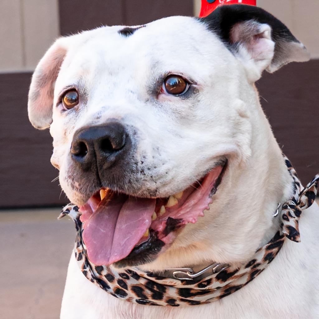 Molly - Adopt Me!, Adoptable, Senior Female American Staffordshire Terrier.