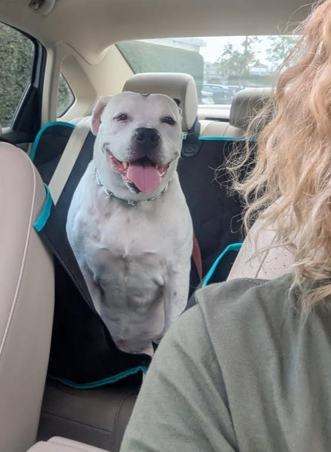 Enlarge Molly - Adopt Me!, a Adoptable American Staffordshire Terrier in Lake Forest, CA image 3/6