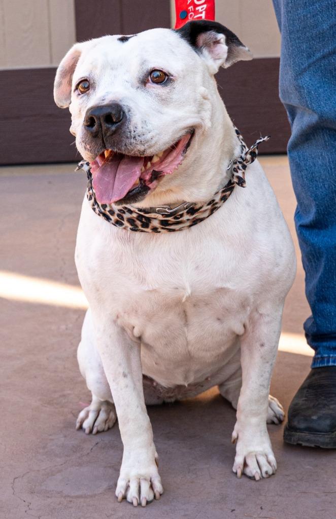 Enlarge Molly - Adopt Me!, a Adoptable American Staffordshire Terrier in Lake Forest, CA image 3/6
