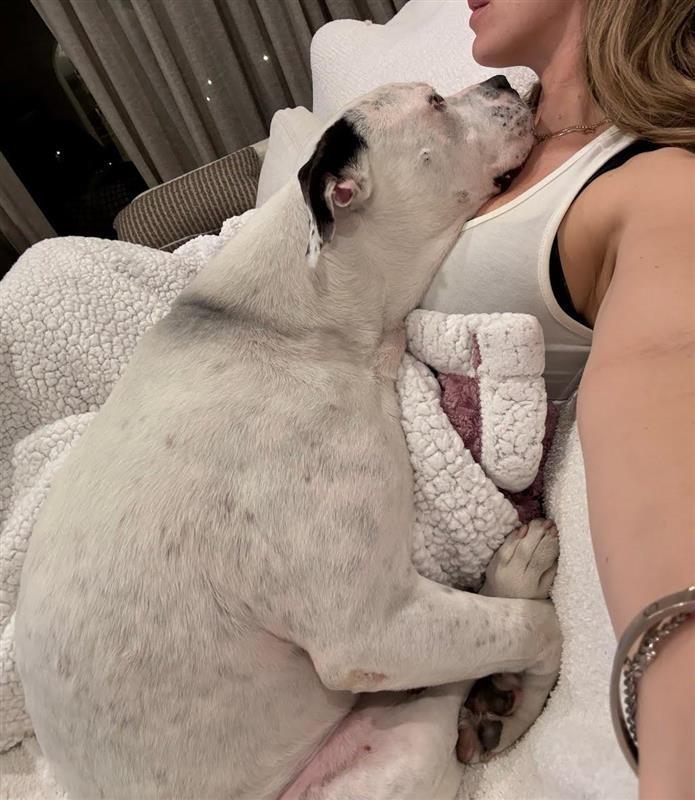 Enlarge Molly - Adopt Me!, a Adoptable American Staffordshire Terrier in Lake Forest, CA image 4/6