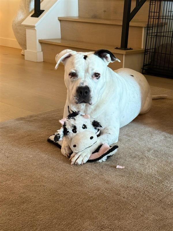 Enlarge Molly - Adopt Me!, a Adoptable American Staffordshire Terrier in Lake Forest, CA image 4/6