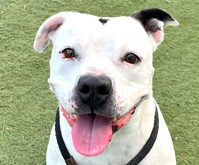 Enlarge Molly - Adopt Me!, a Adoptable American Staffordshire Terrier in Lake Forest, CA image 5/6