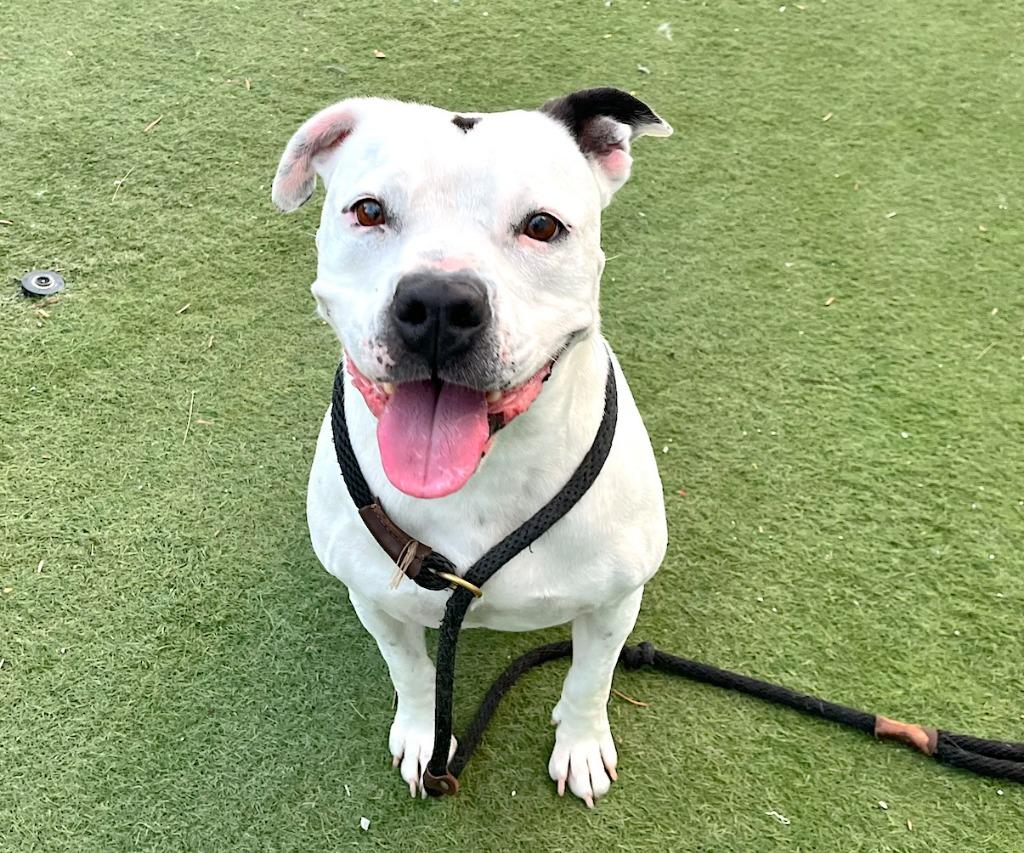 Enlarge Molly - Adopt Me!, a Adoptable American Staffordshire Terrier in Lake Forest, CA image 6/6
