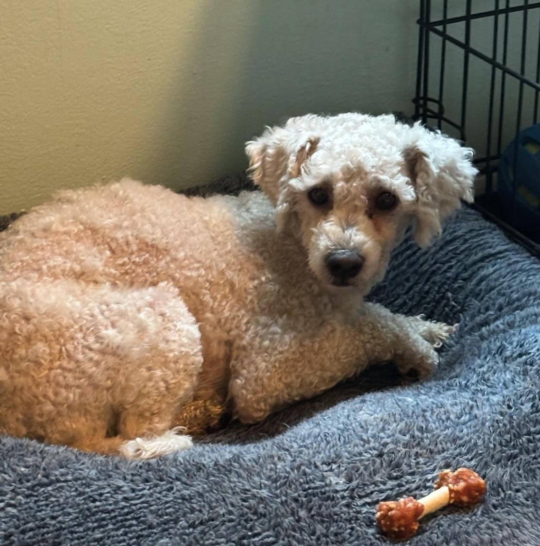 Enlarge Casper, a ADOPTABLE Miniature Poodle in stuart, FL image 1/1