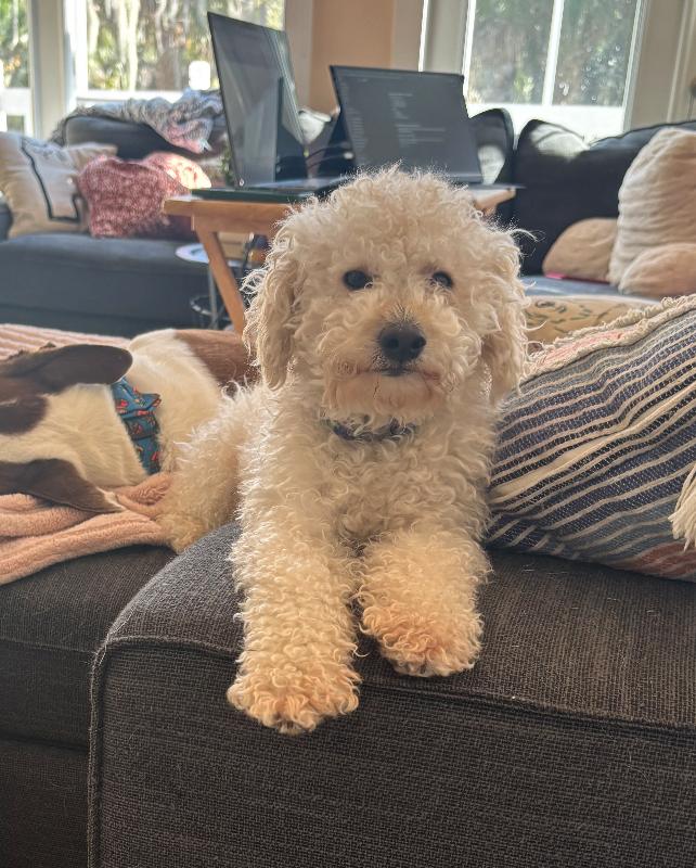 Enlarge Casper, an adopted Miniature Poodle in stuart, FL image 1/1