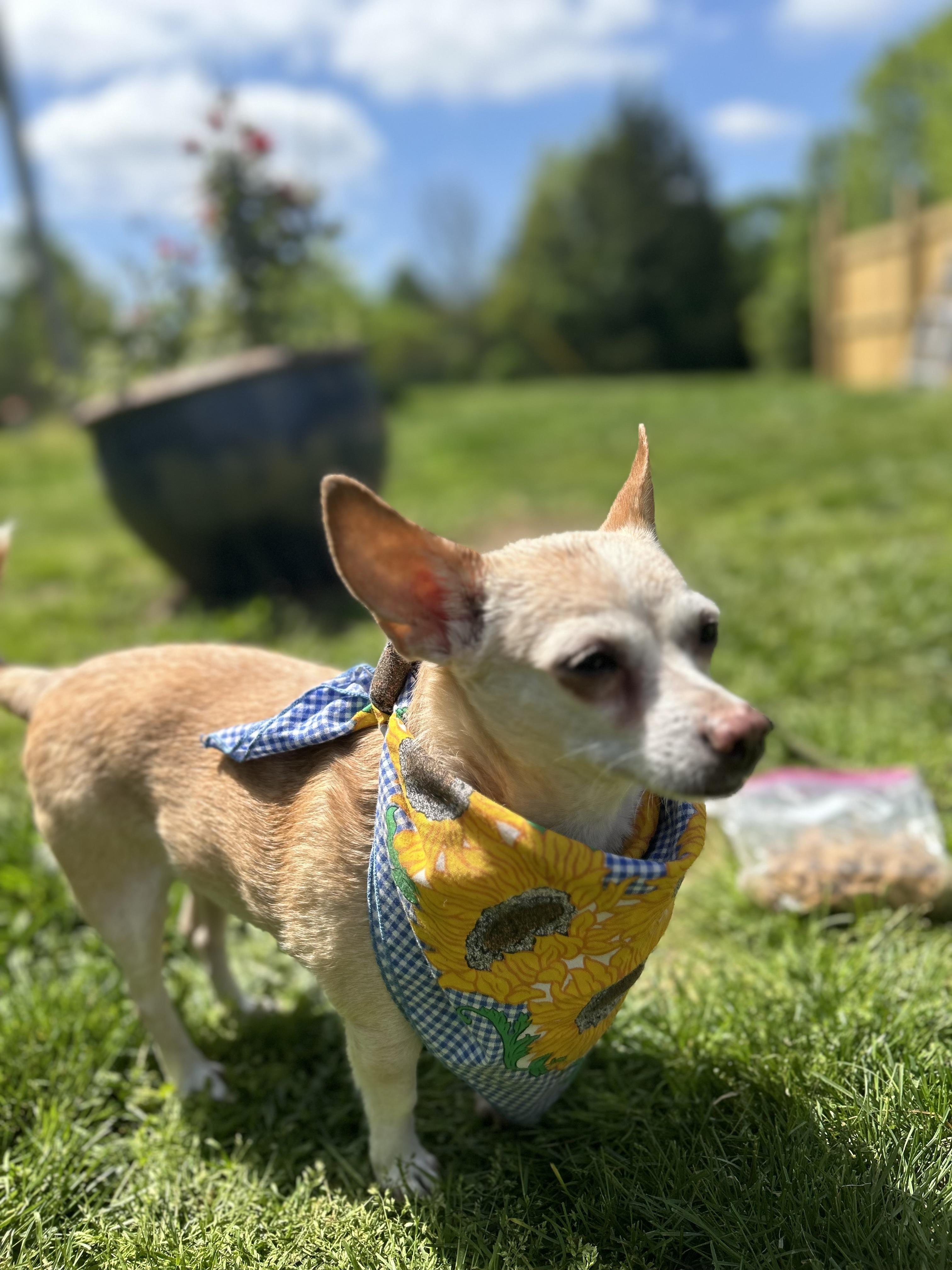 Nola, a Adopted Chihuahua in Scottsville, KY image 2/6