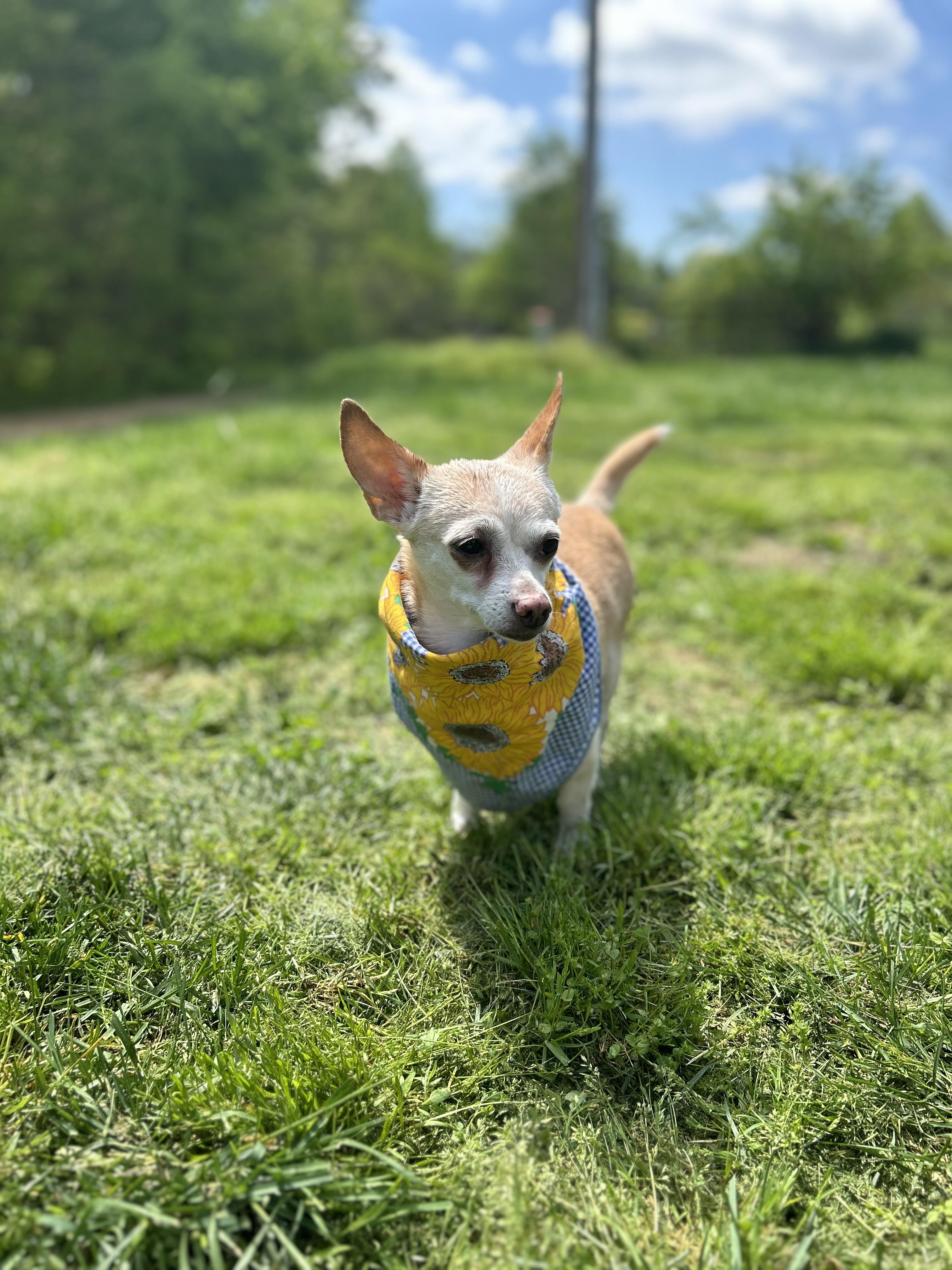 Nola, a Adopted Chihuahua in Scottsville, KY image 1/6