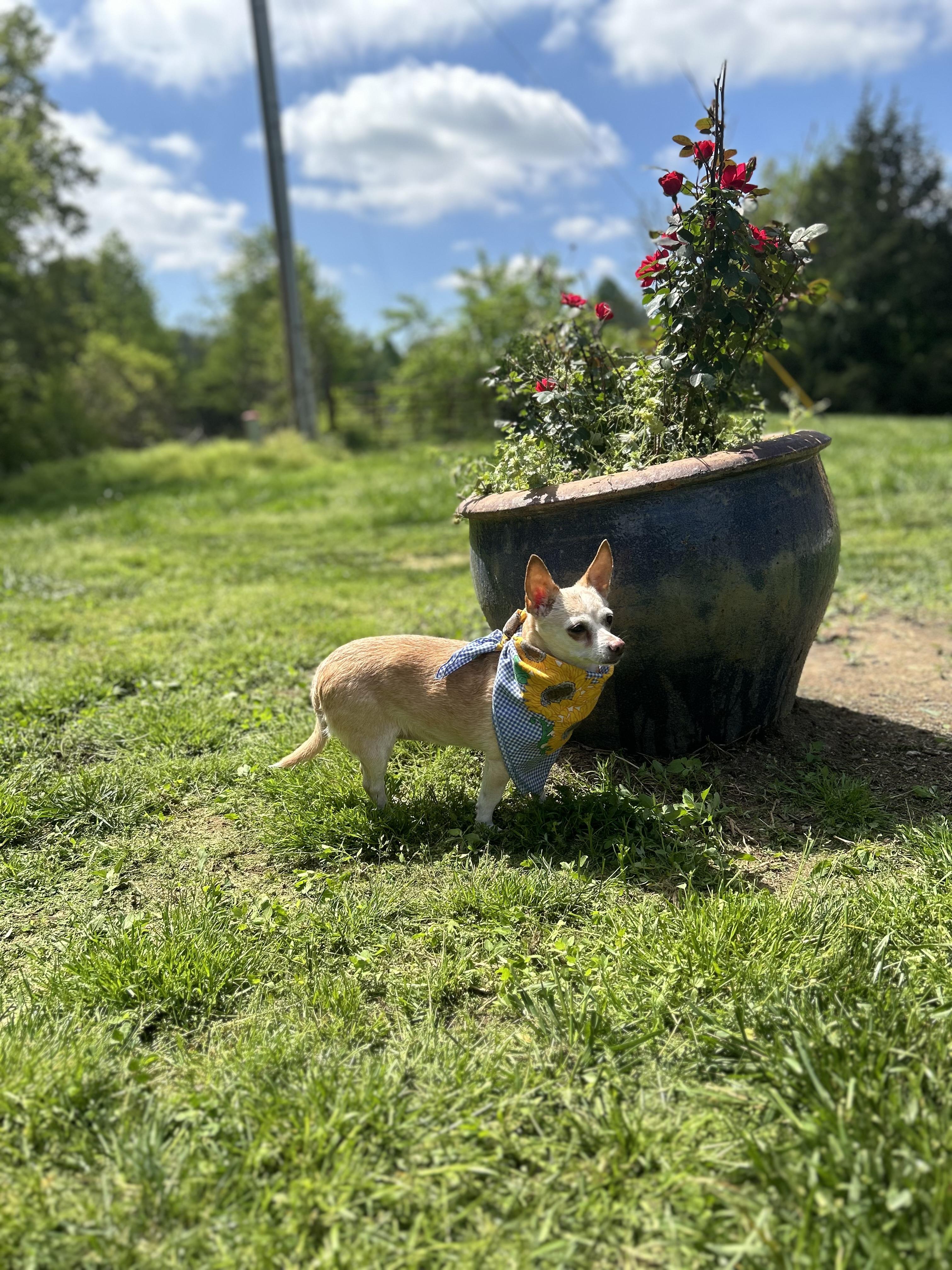 Nola, a Adopted Chihuahua in Scottsville, KY image 3/6