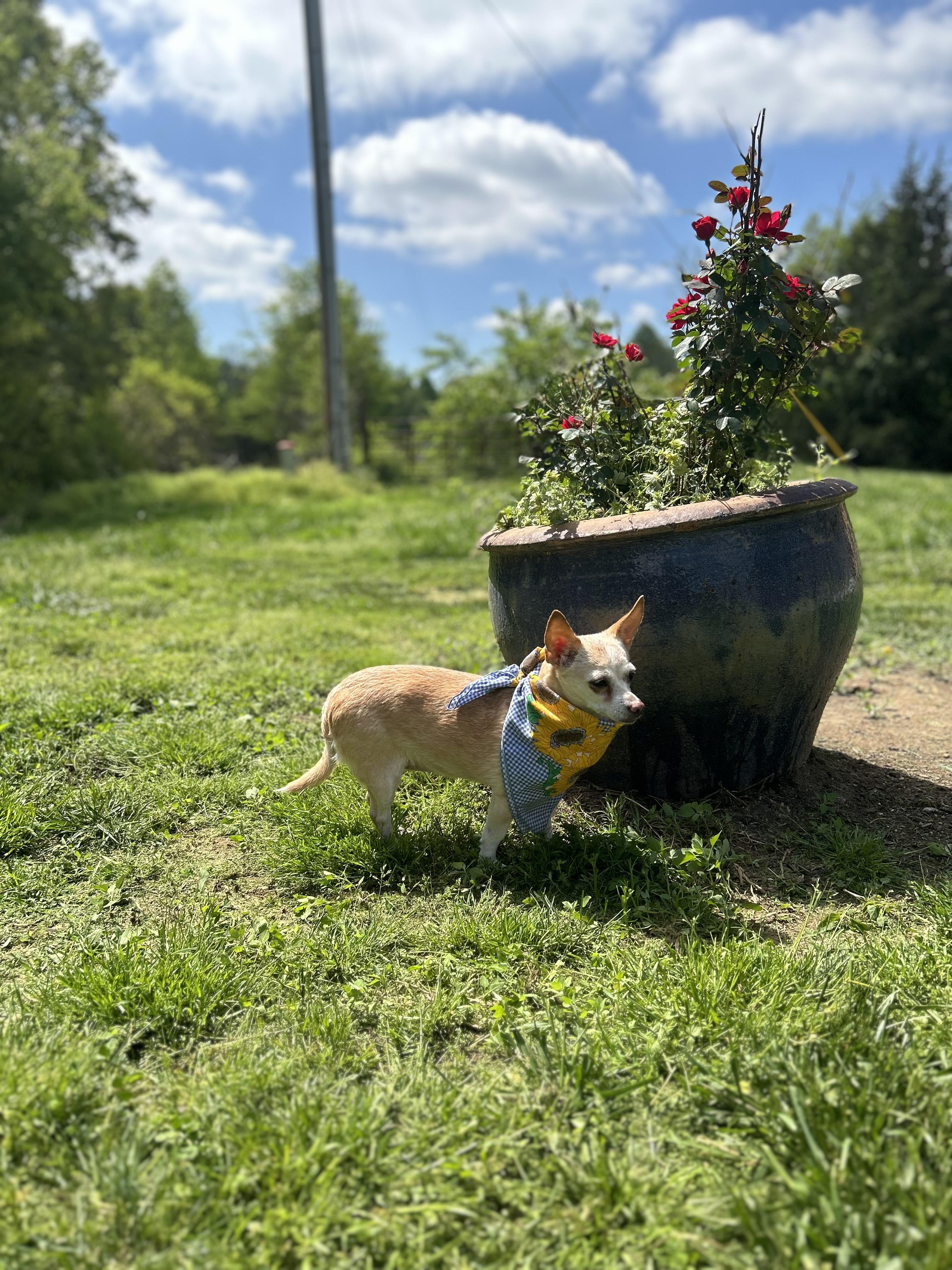 Nola, a Adopted Chihuahua in Scottsville, KY image 5/6
