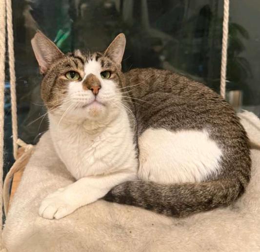 Max, a Adoptable American Shorthair in Union City, NJ image 1/6
