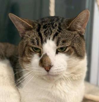 Max, a Adoptable American Shorthair in Union City, NJ image 2/6