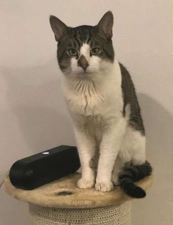 Max, a Adoptable American Shorthair in Union City, NJ image 6/6