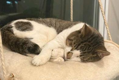 Max, a Adoptable American Shorthair in Union City, NJ image 5/6