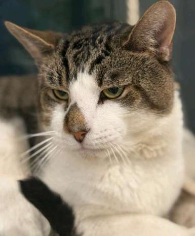 Max, a Adoptable American Shorthair in Union City, NJ image 3/6