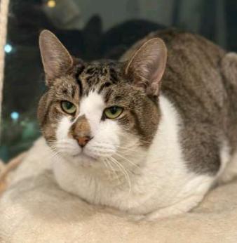 Max, a Adoptable American Shorthair in Union City, NJ image 4/6