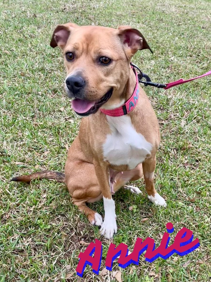 Annie in Texarkana TX, Adoptable, Adult Female Boxer.