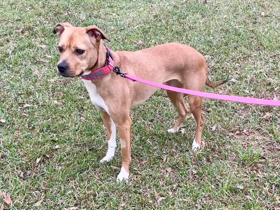 Enlarge Annie in Texarkana TX, a Adoptable Boxer in Texarkana, TX image 2/5
