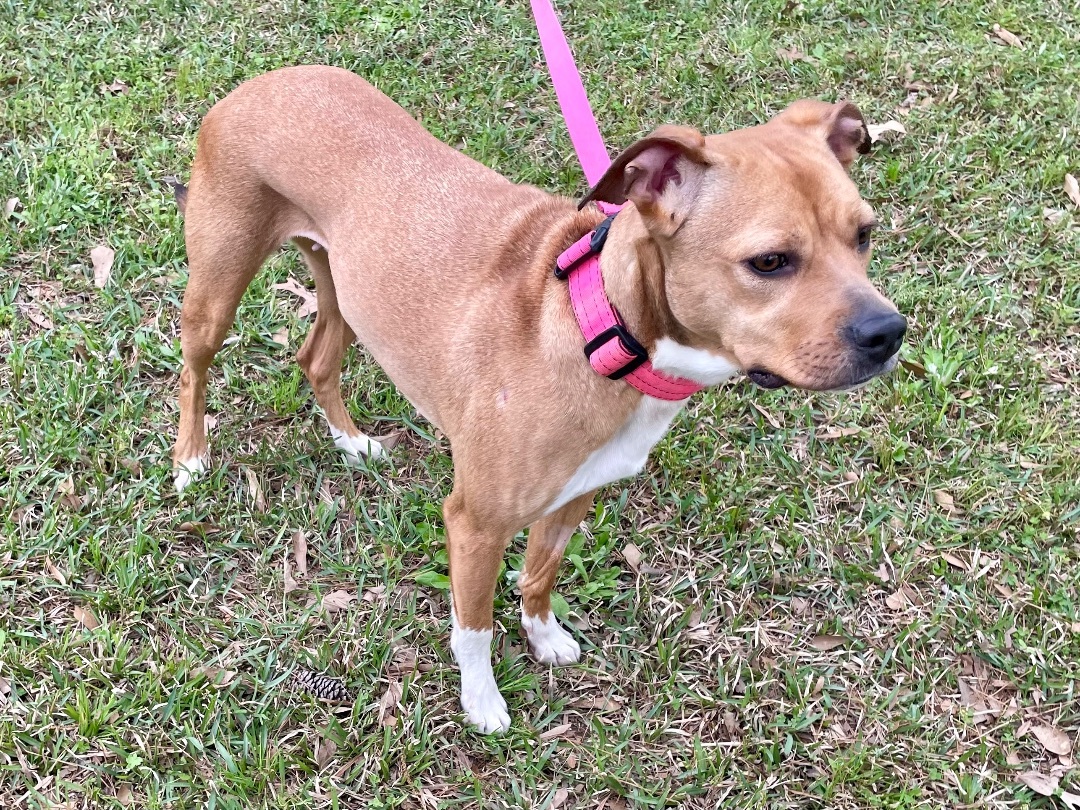 Enlarge Annie in Texarkana TX, a Adoptable Boxer in Texarkana, TX image 3/5
