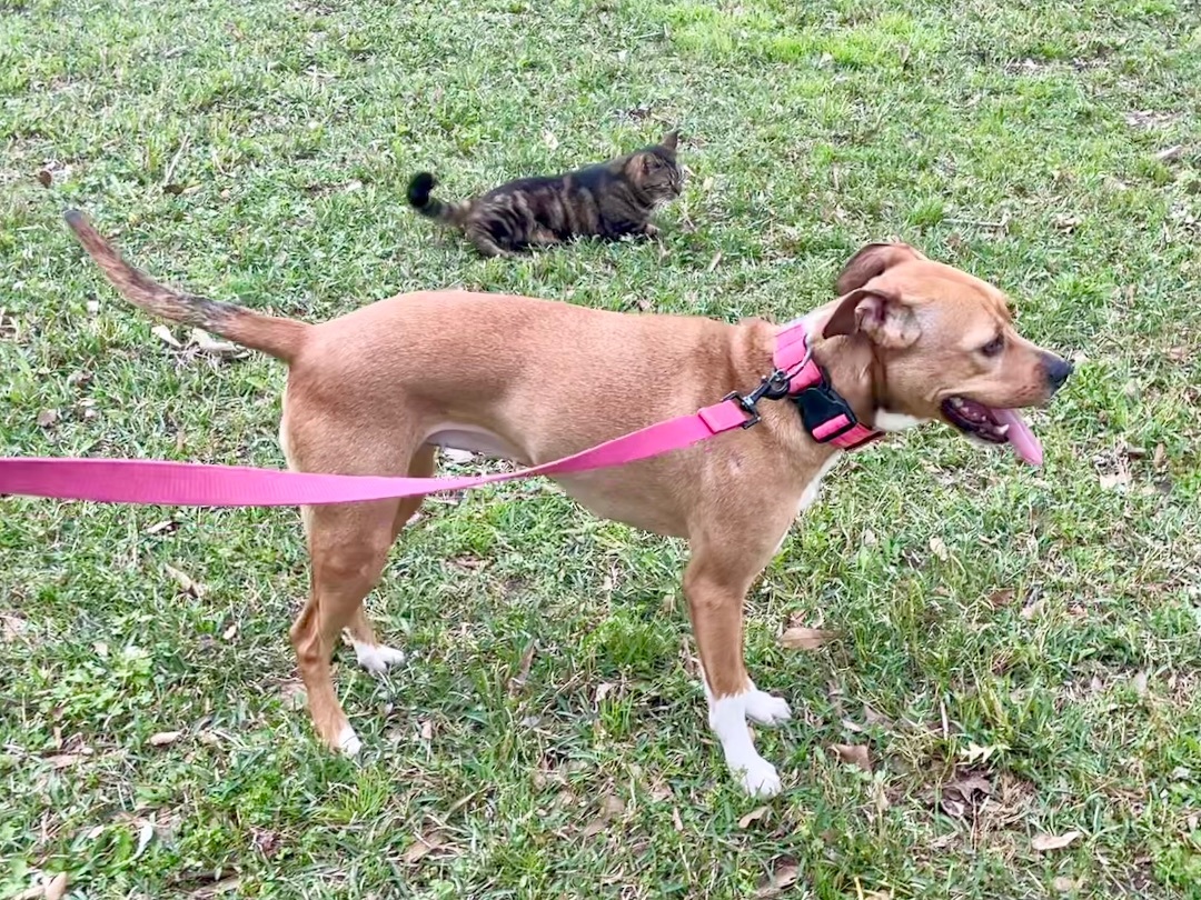 Enlarge Annie in Texarkana TX, a Adoptable Boxer in Texarkana, TX image 4/5