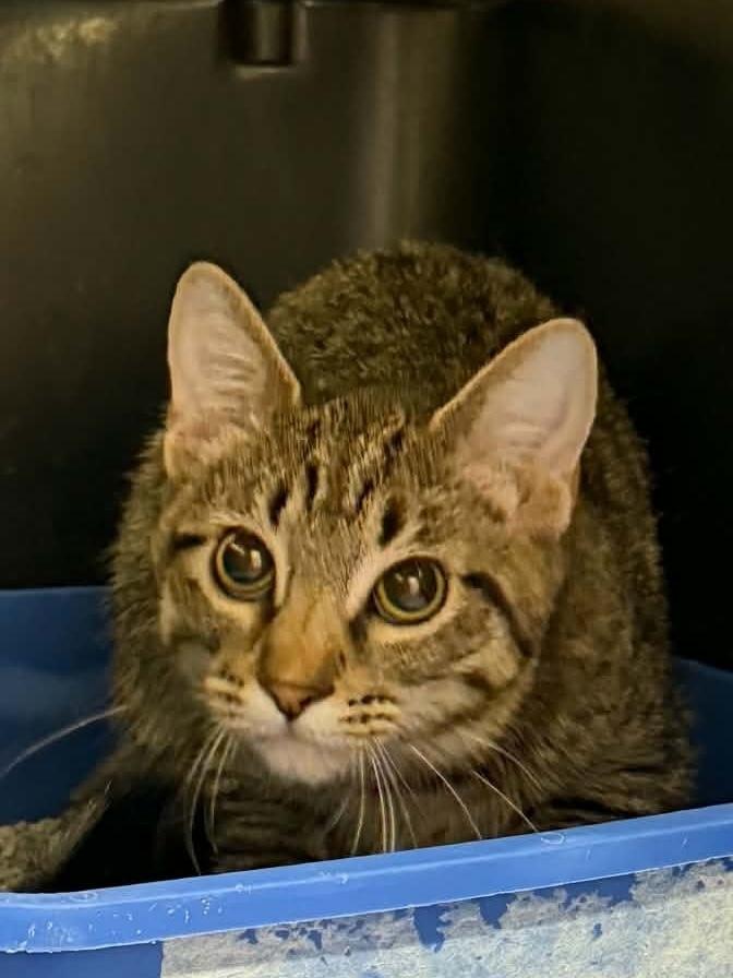 Mince, Adoptable, Kitten Female Domestic Short Hair.